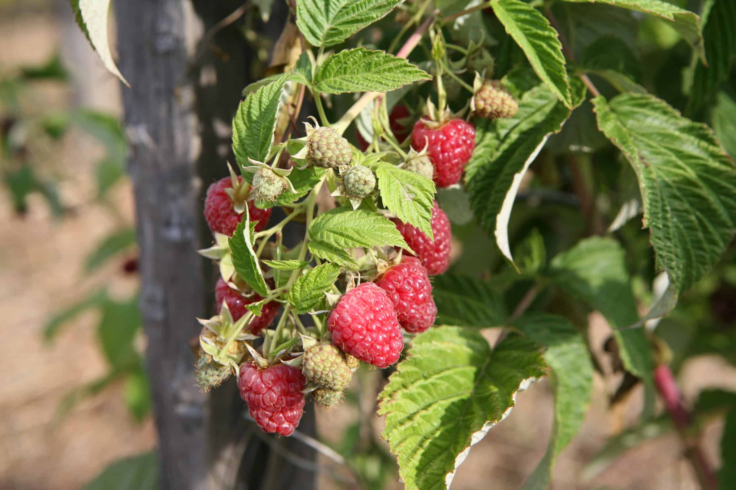 framboises – château de Losmonerie – Haute-Vienne